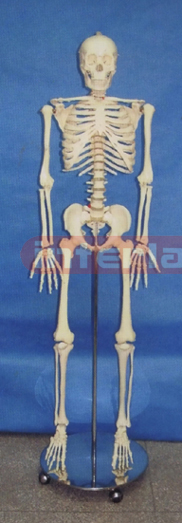 BIG STANDARD HUMAN SKELETON MODEL (LUXURY VERTICAL BASE)